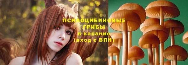 прущие грибы Абинск